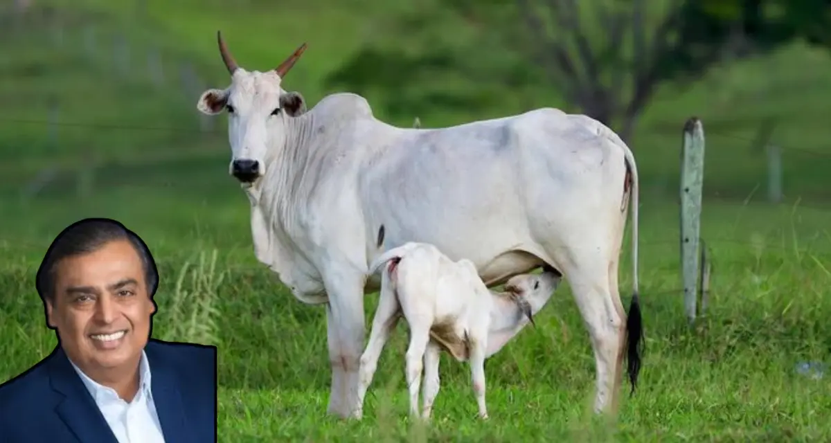 ambani bhagyalakshmi dairy